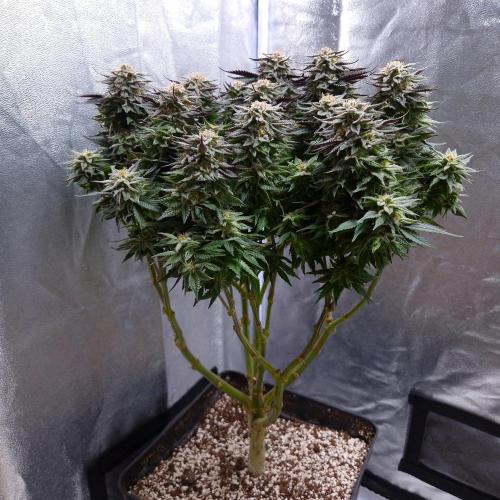 Bon Boni ( Bonpari 99 x BaC ). Week 18