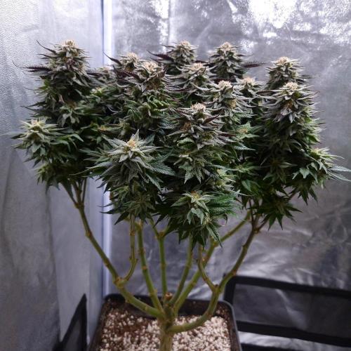 Bon Boni ( Bonpari 99 x BaC ). Week 18