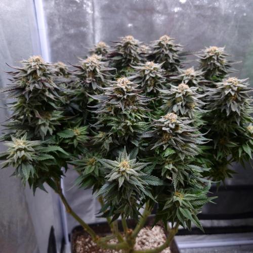 Bon Boni ( Bonpari 99 x BaC ). Week 18
