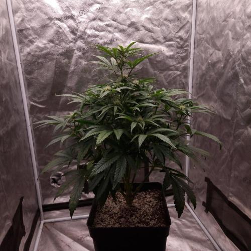 Mephisto Wedding Auto. Week 8