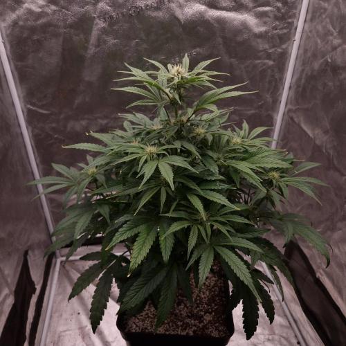 Mephisto Wedding Auto. Week 8