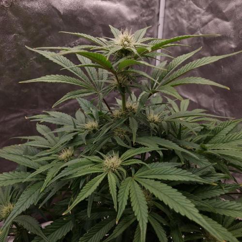 Mephisto Wedding Auto. Week 8