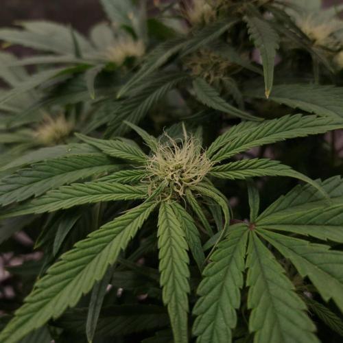 Mephisto Wedding Auto. Week 8