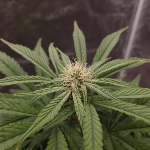 Mephisto Wedding Auto. Week 8
