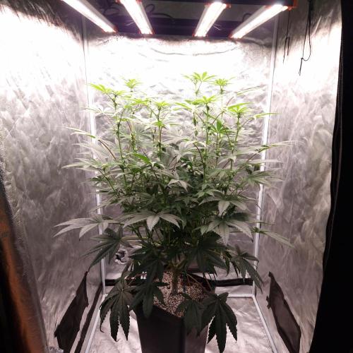 C.I.P. Kush. Week 10