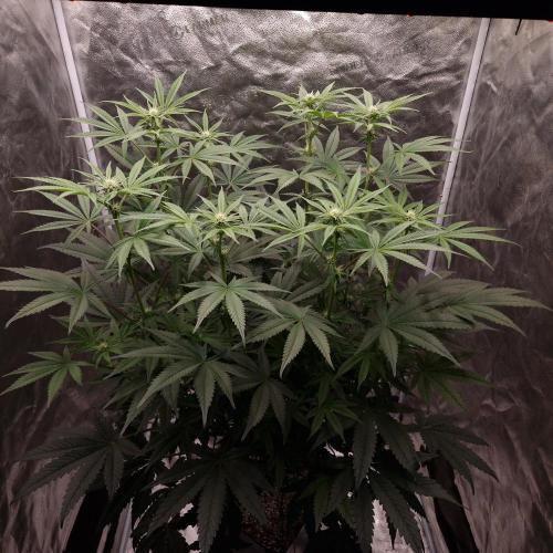 C.I.P. Kush. Week 10