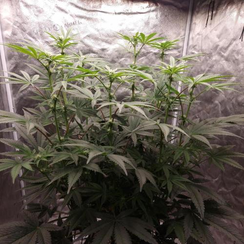 C.I.P. Kush. Week 10