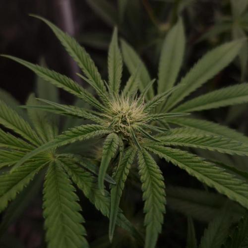 C.I.P. Kush. Week 10