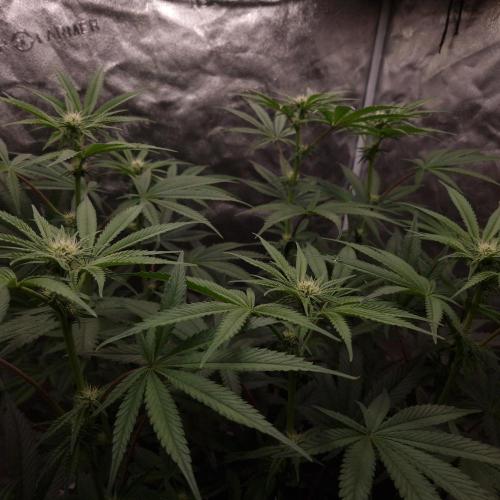 C.I.P. Kush. Week 10