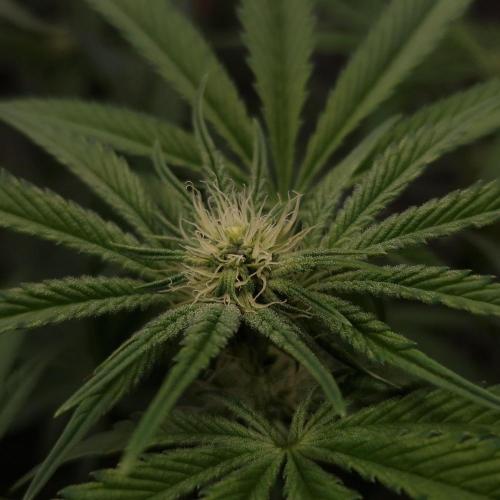 C.I.P. Kush. Week 10