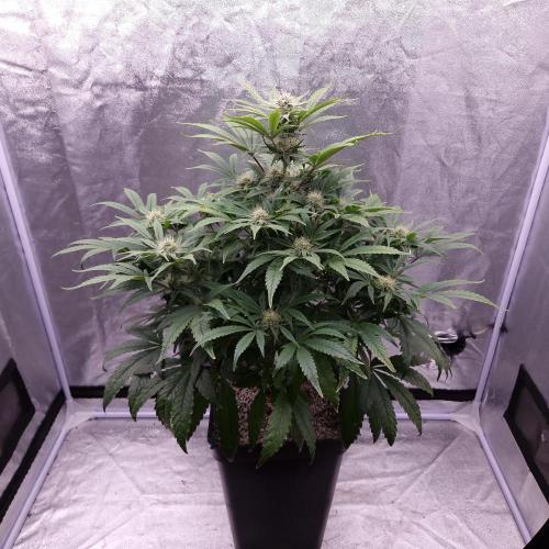 Mephisto Wedding Auto. Week 9