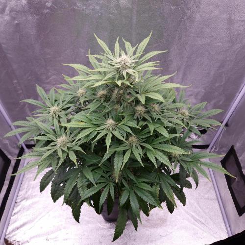 Mephisto Wedding Auto. Week 9