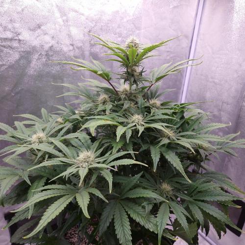 Mephisto Wedding Auto. Week 9