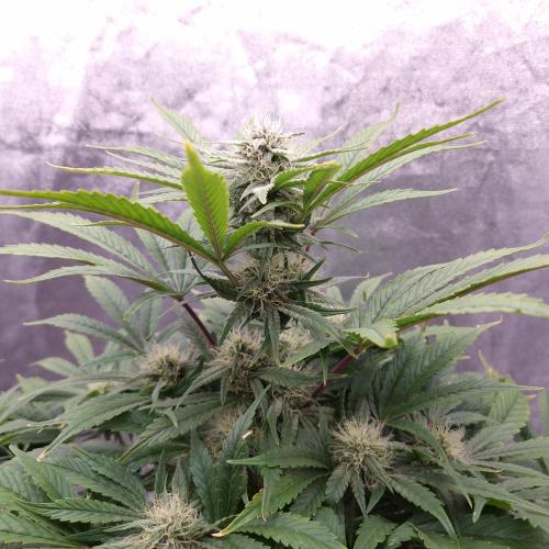Mephisto Wedding Auto. Week 9