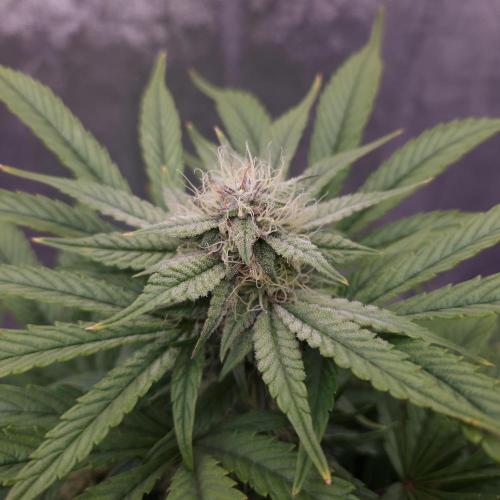 Mephisto Wedding Auto. Week 9