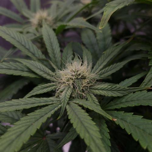 Mephisto Wedding Auto. Week 9