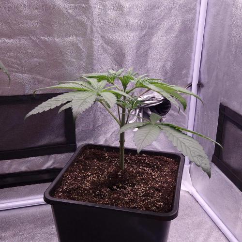 Black Badazz F1 regular. Week 4