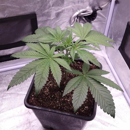 Black Badazz F1 regular. Week 4