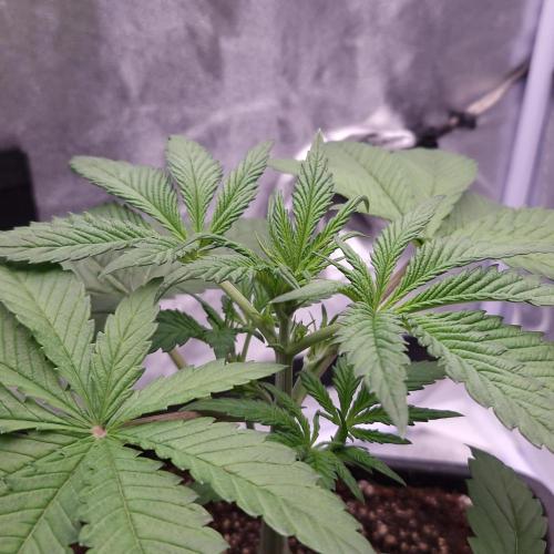 Black Badazz F1 regular. Week 4