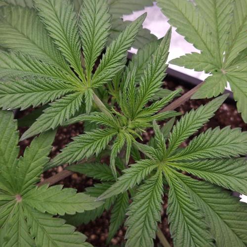 Black Badazz F1 regular. Week 4