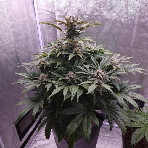 Mephisto Wedding Auto. Week 10