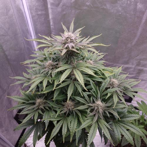 Mephisto Wedding Auto. Week 10