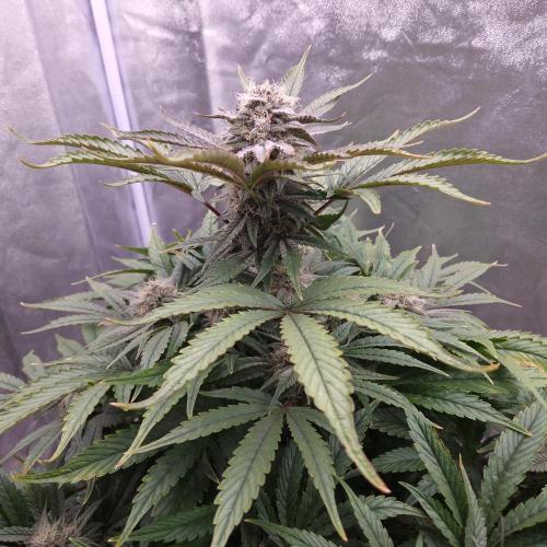 Mephisto Wedding Auto. Week 10