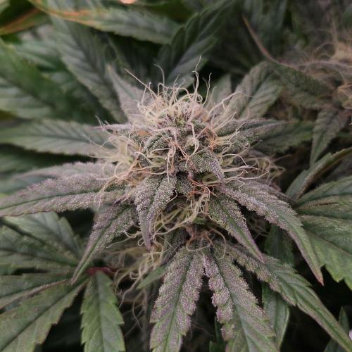 Mephisto Wedding Auto. Week 10