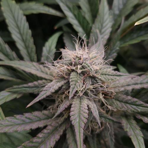 Mephisto Wedding Auto. Week 10