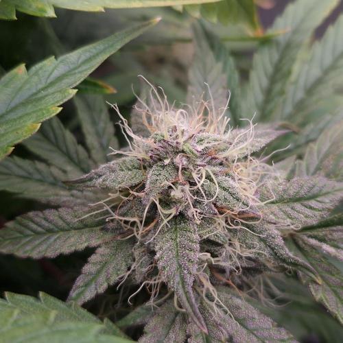 Mephisto Wedding Auto. Week 10
