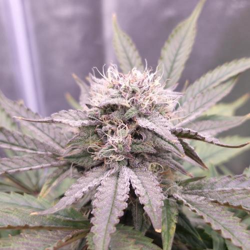 Mephisto's Wedding Auto. Week 10
