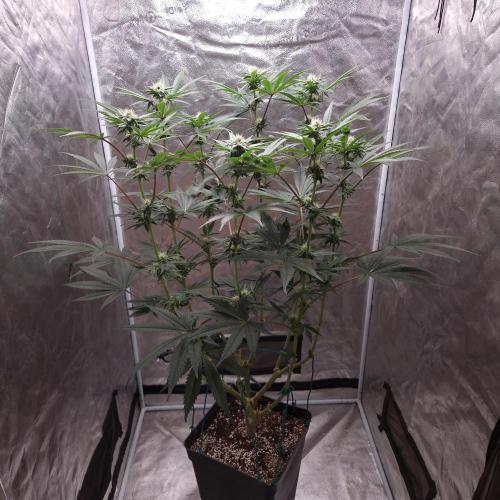 C.I.P. Kush. Week 11