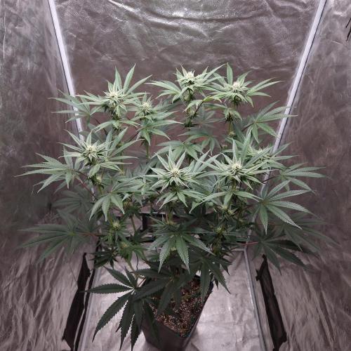 C.I.P. Kush. Week 11