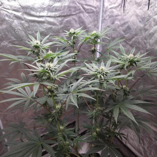 C.I.P. Kush. Week 11