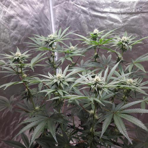 C.I.P. Kush. Week 11