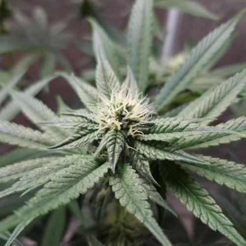 C.I.P. Kush. Week 11