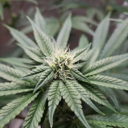 C.I.P. Kush. Week 11
