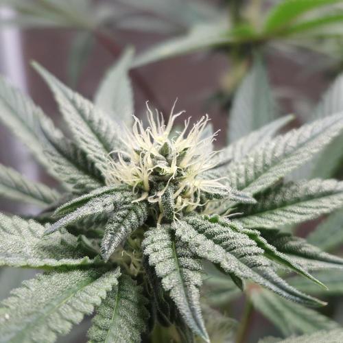 C.I.P. Kush. Week 11