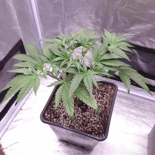 Black Badazz F1 regular. Week 5