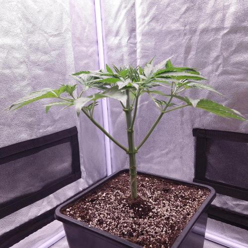 Black Badazz F1 regular. Week 5
