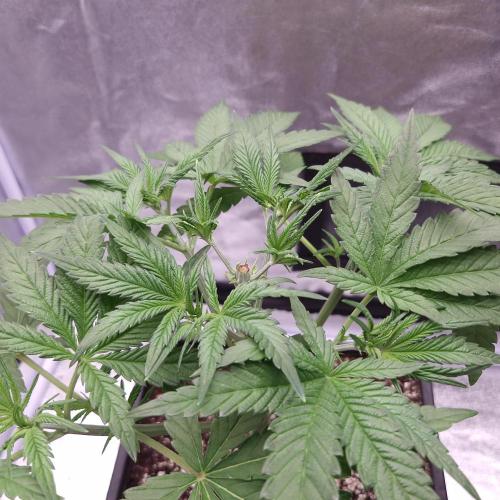 Black Badazz F1 regular. Week 5