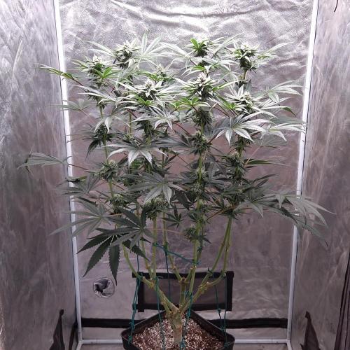 C.I.P. Kush. Week 12