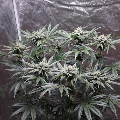 C.I.P. Kush. Week 12