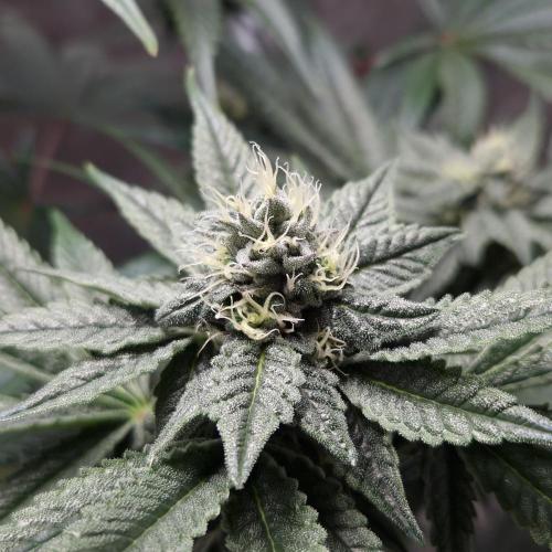 C.I.P. Kush. Week 12