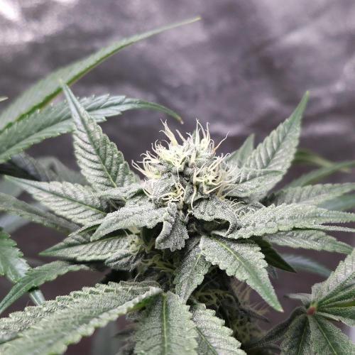 C.I.P. Kush. Week 12