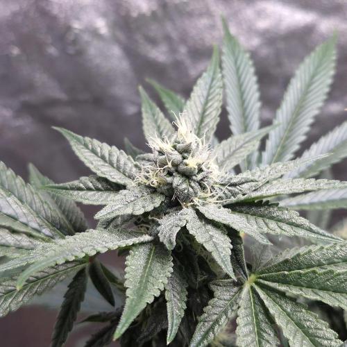 C.I.P. Kush. Week 12
