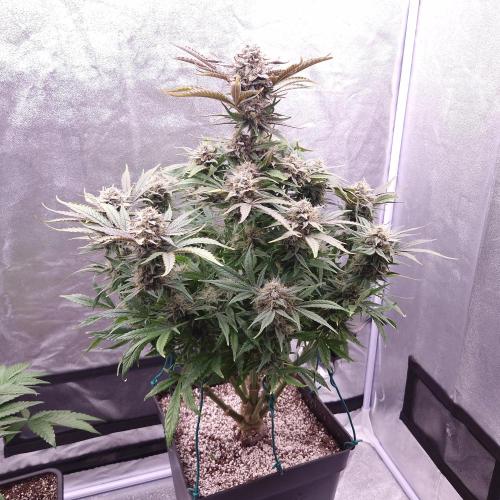 Mephisto Wedding Auto. Week 11