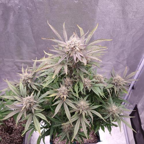 Mephisto Wedding Auto. Week 11