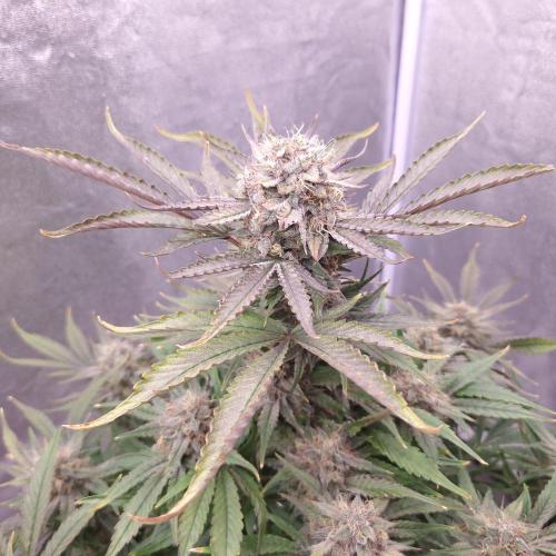 Mephisto Wedding Auto. Week 11
