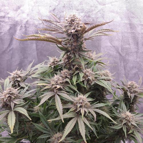 Mephisto Wedding Auto. Week 11
